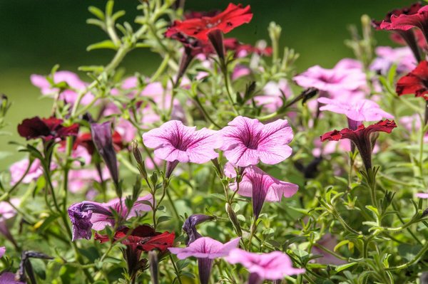 Transformez votre hiver grâce à un insert à bois à mulhouse